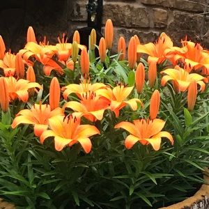 Meet your Posher, Susana